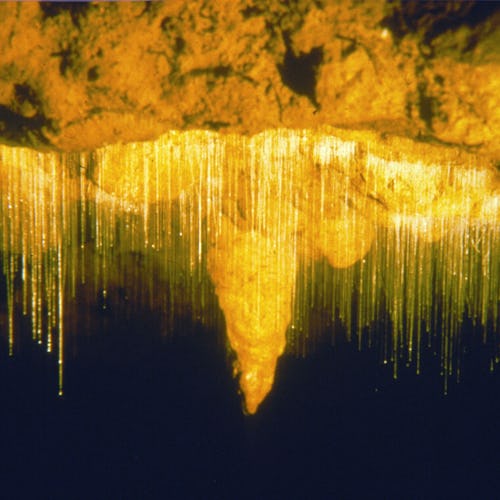 Kawiti Glowworm Caves