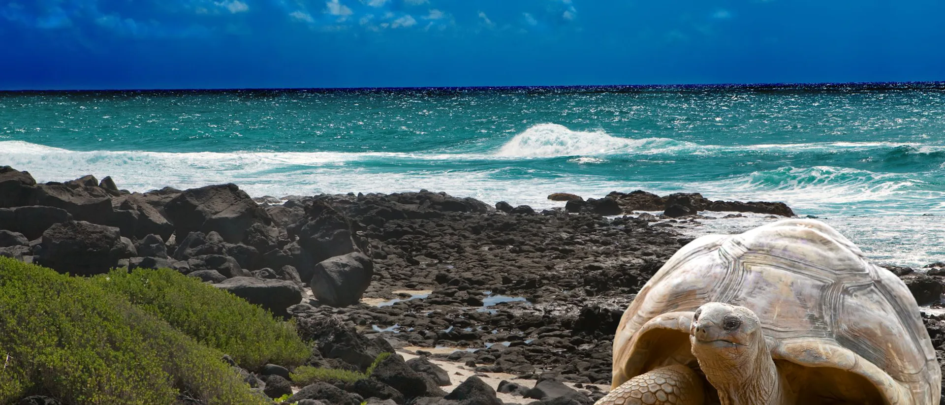 Mauritius-Indian Ocean-East Africa