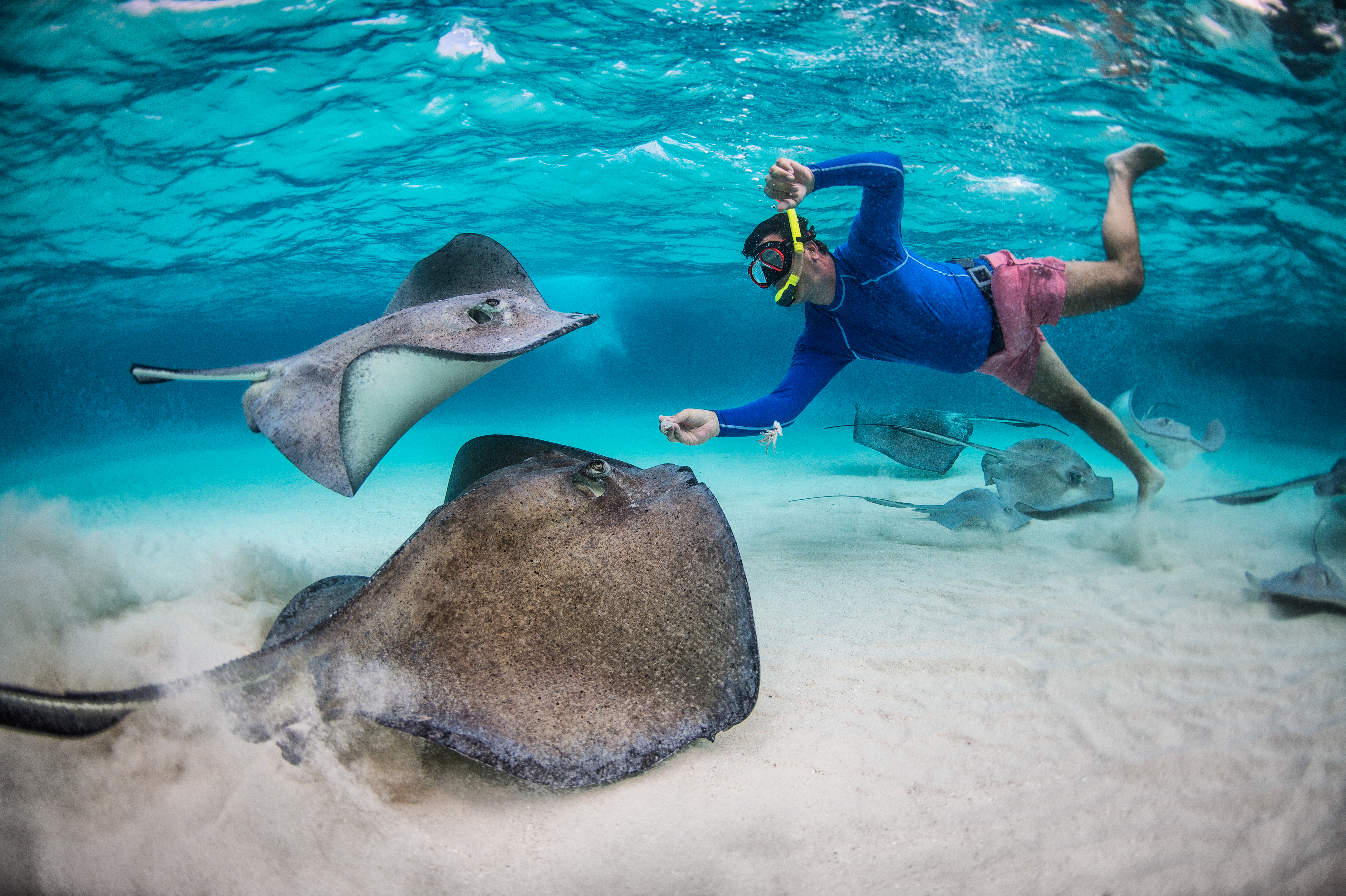 Stingray Adventure