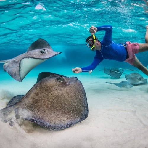 Stingray Adventure