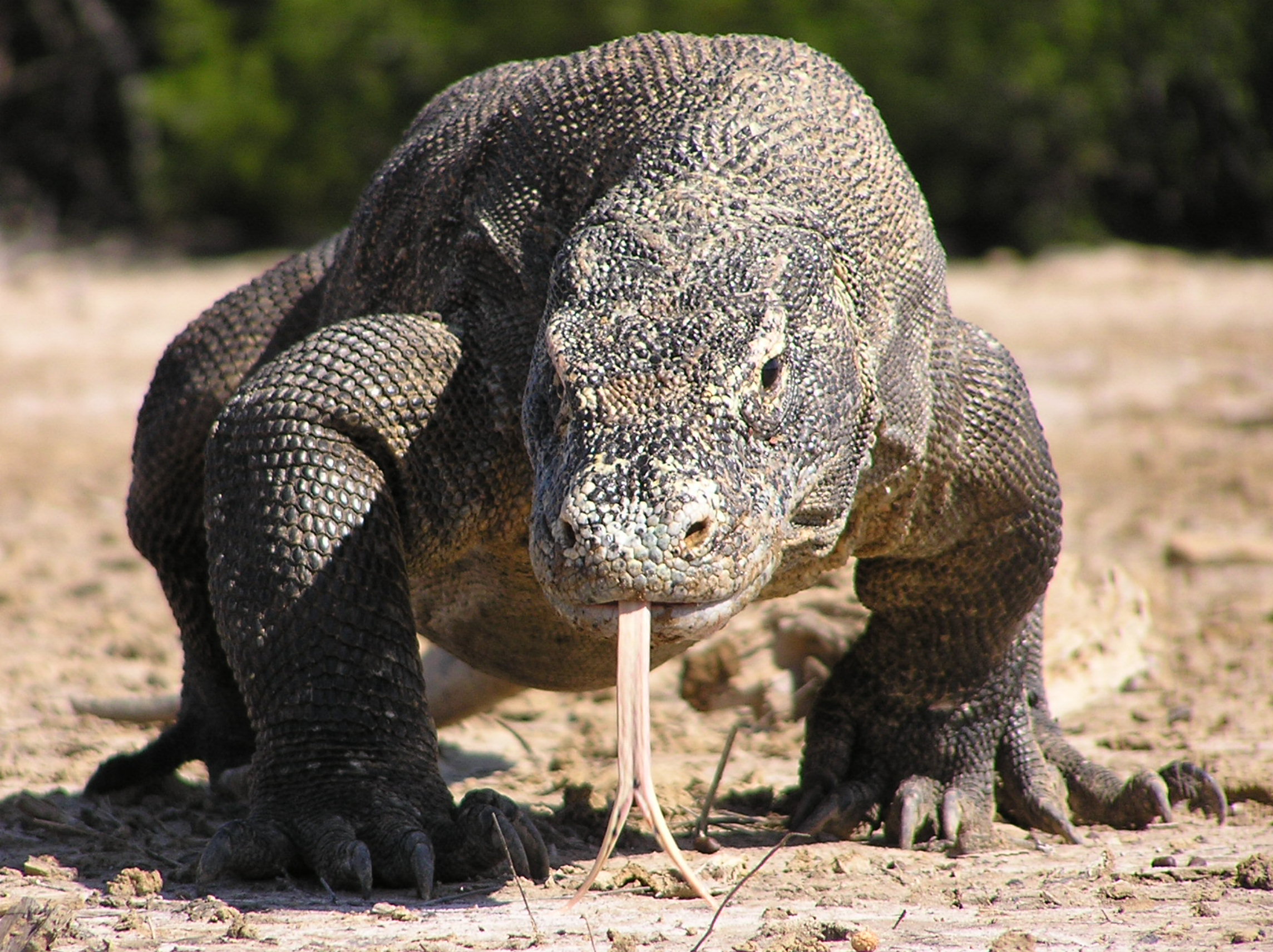 Komodo National Park