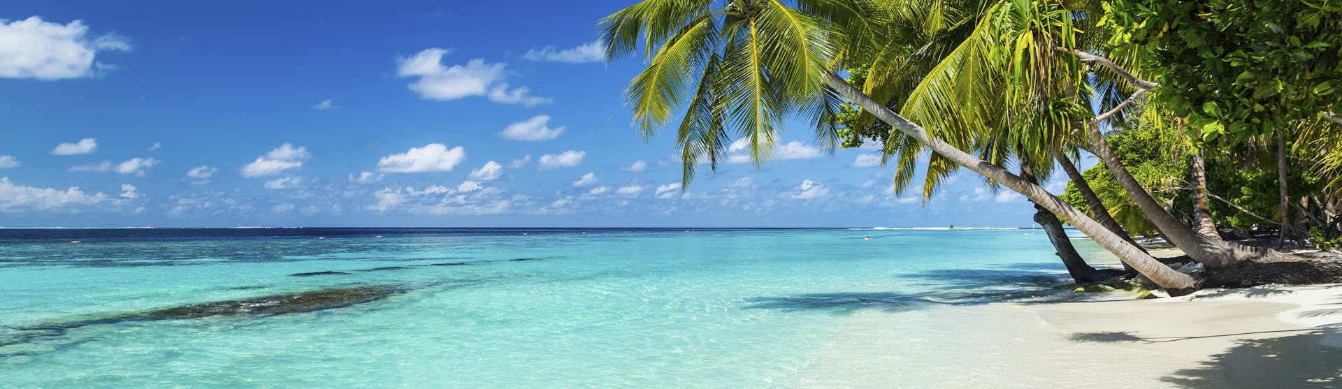 A Caribbean beach lined with palm trees