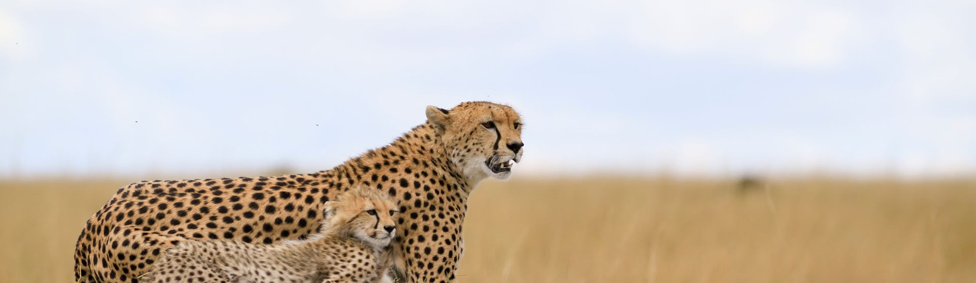 Mozambique Cruise Deals 2025 & 2026 | Seascanner.co.uk