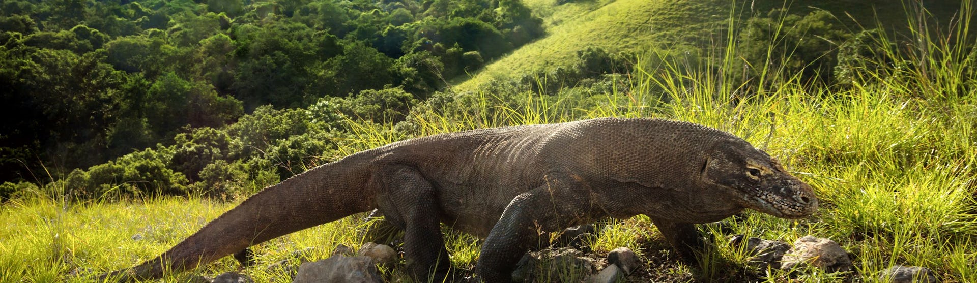 Komodo Island Cruises