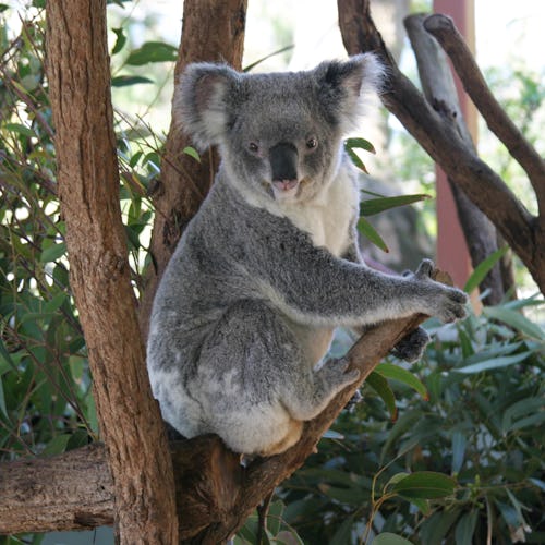 Taronga Zoo