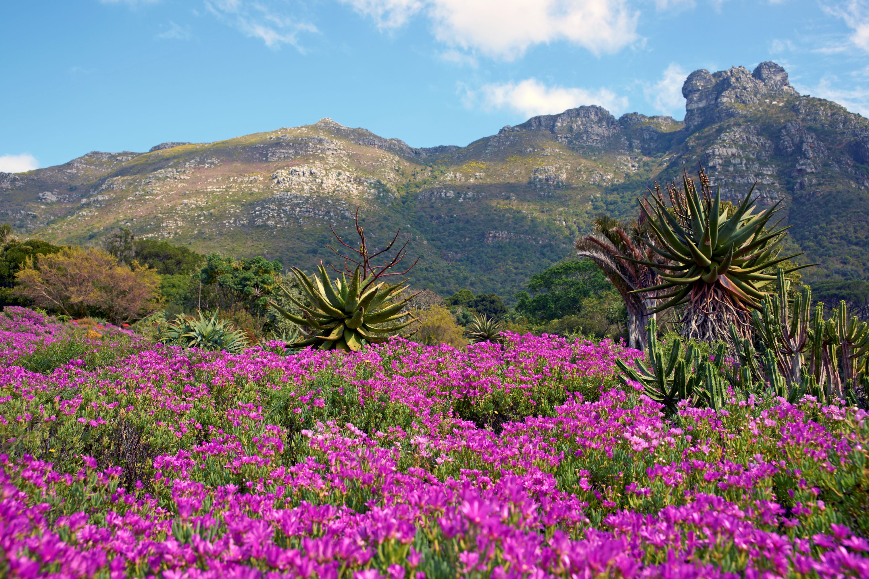 Kirstenbosch Botanical Garden