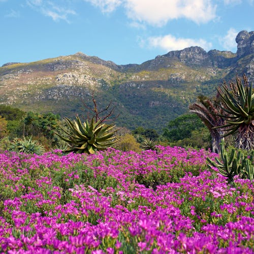 Kirstenbosch Botanical Garden