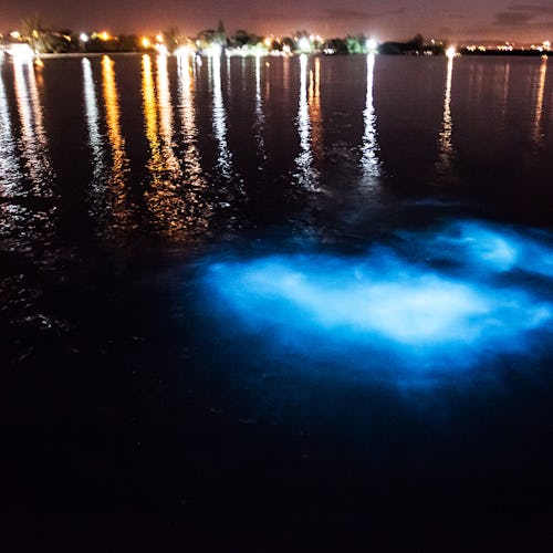 The Luminous Lagoon