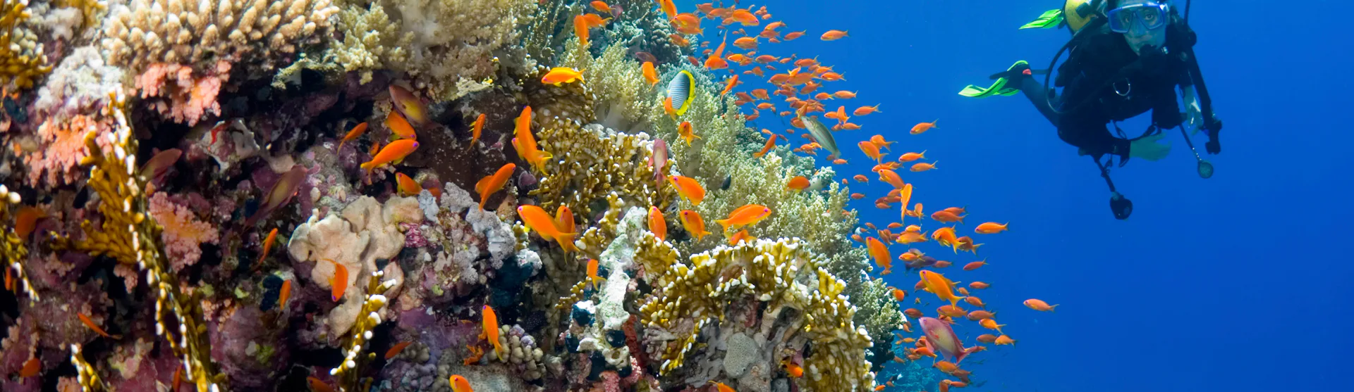 scuba-diving-action-packed-cruise-types