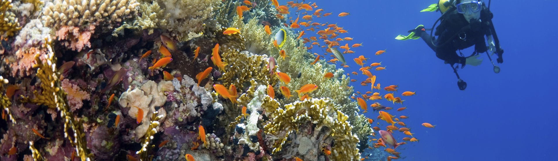 scuba-diving-action-packed-cruise-types
