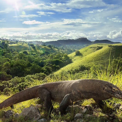 Komodo-Island-Indonesia