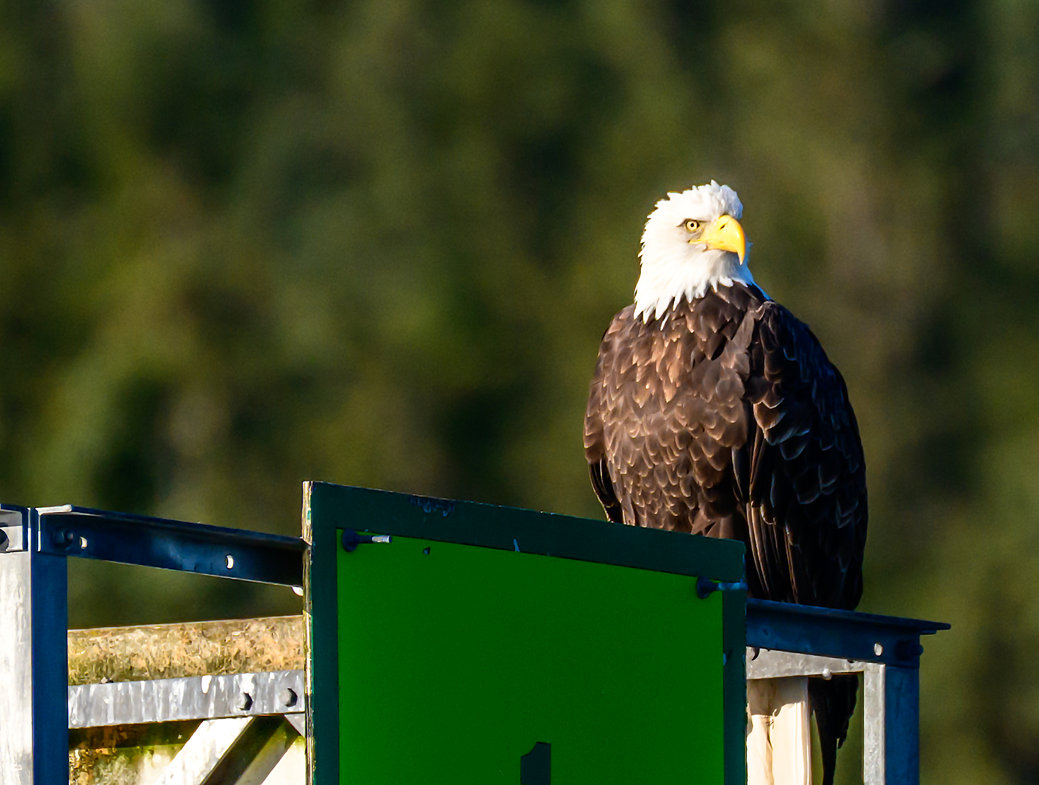 Alaska Raptor Center
