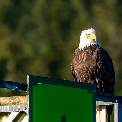 Alaska Raptor Center