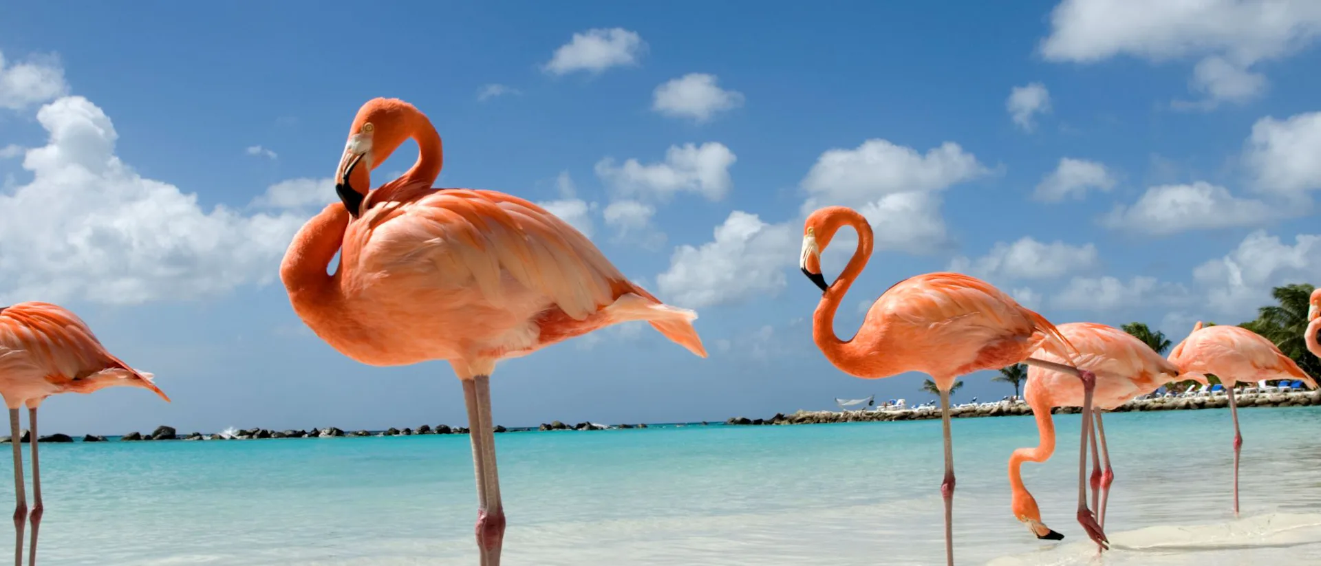 Aruba-Caribbean