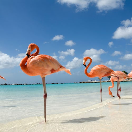 Aruba-Caribbean