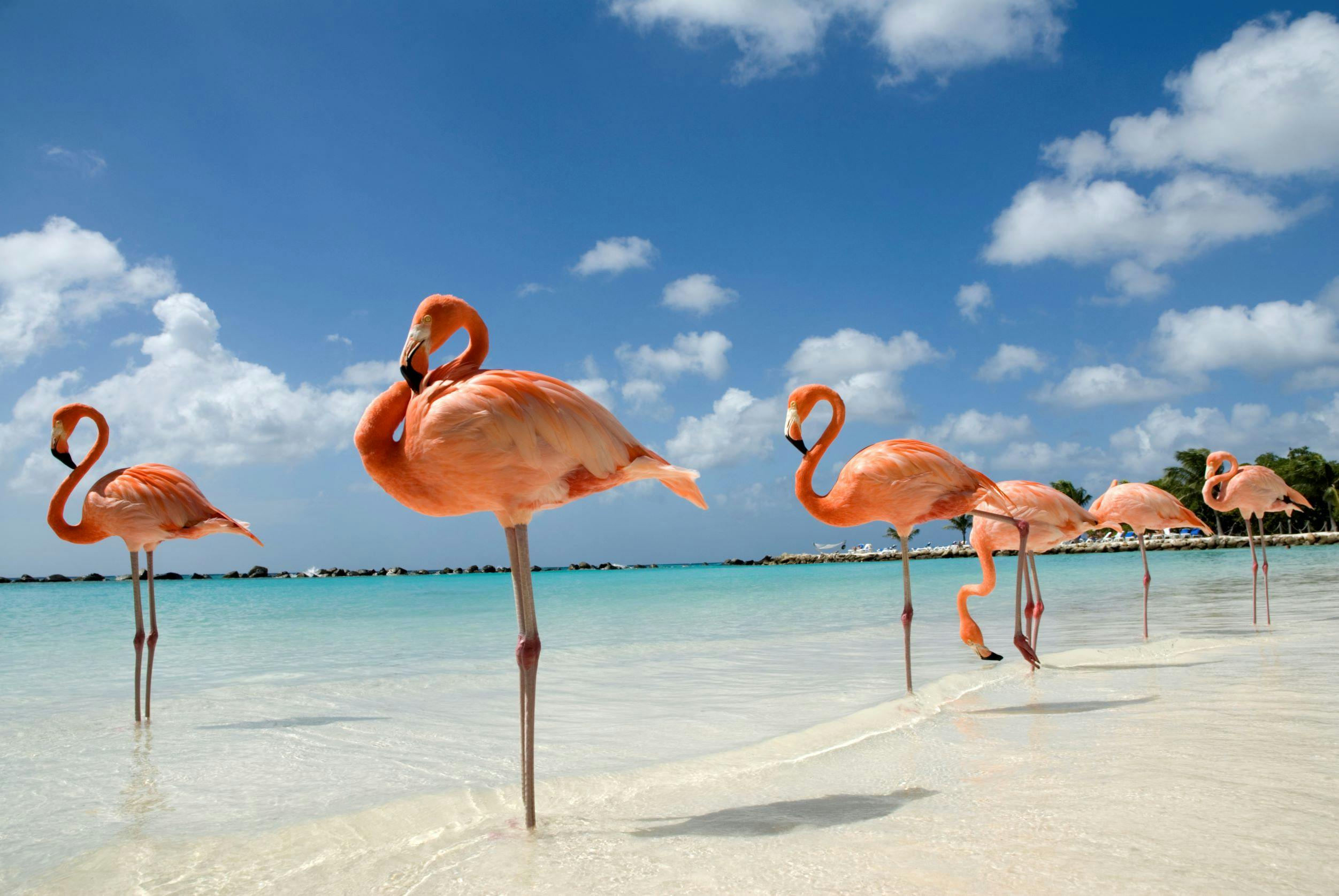 Aruba Cruise Deals 2024 & 2025 Seascanner.co.uk