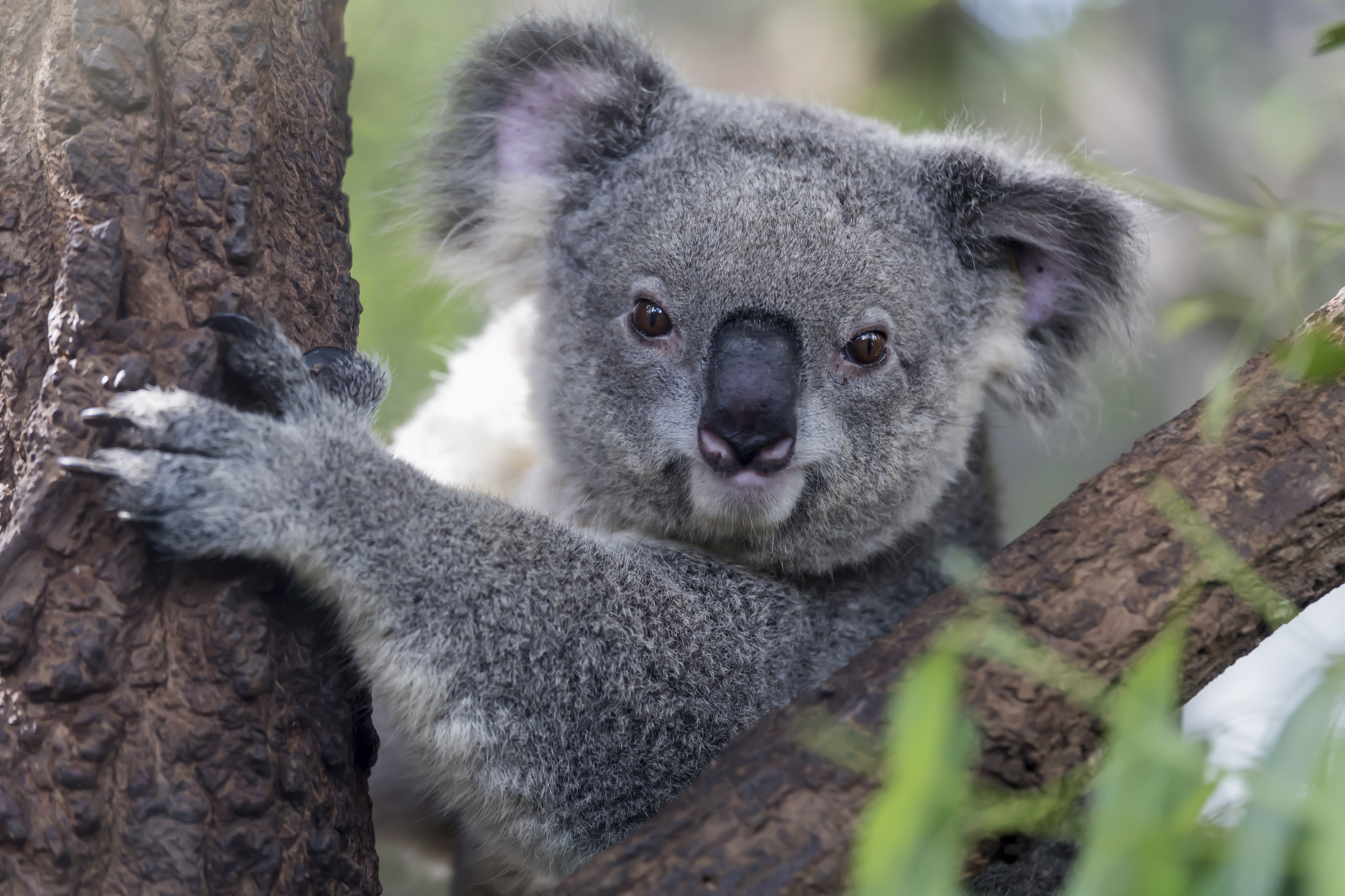 Lone Pine Koala Sanctuary