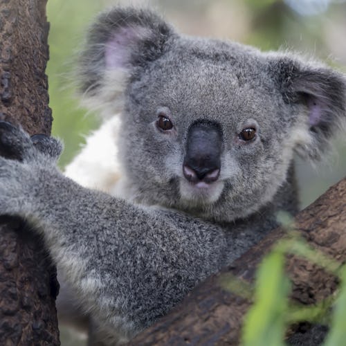 Lone Pine Koala Sanctuary