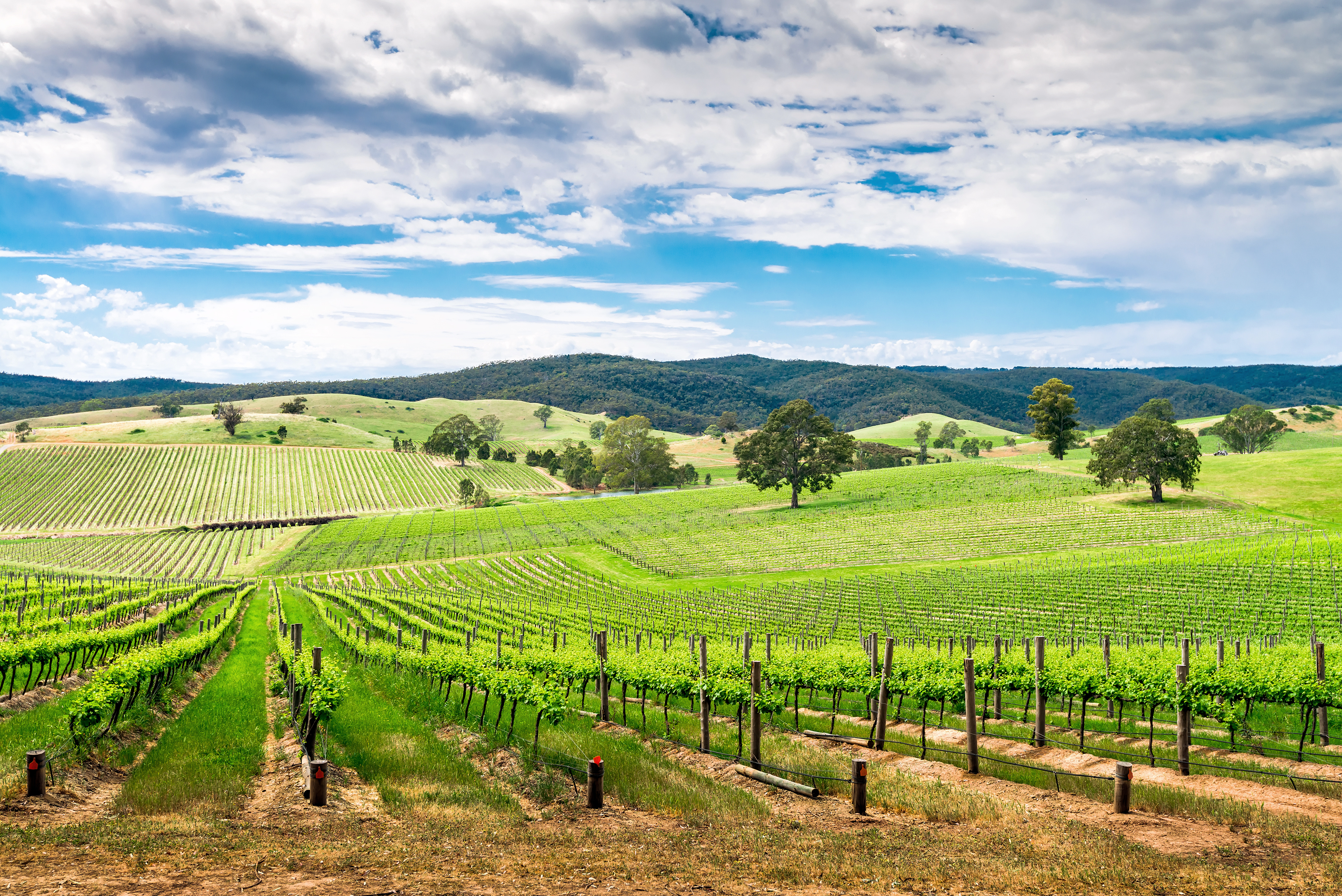 Barossa Valley - Adelaide