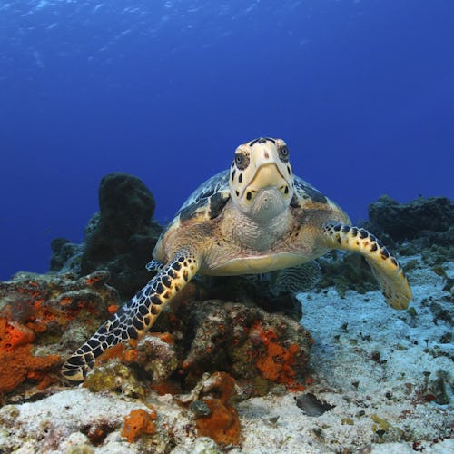 Chankanaab Adventure Park