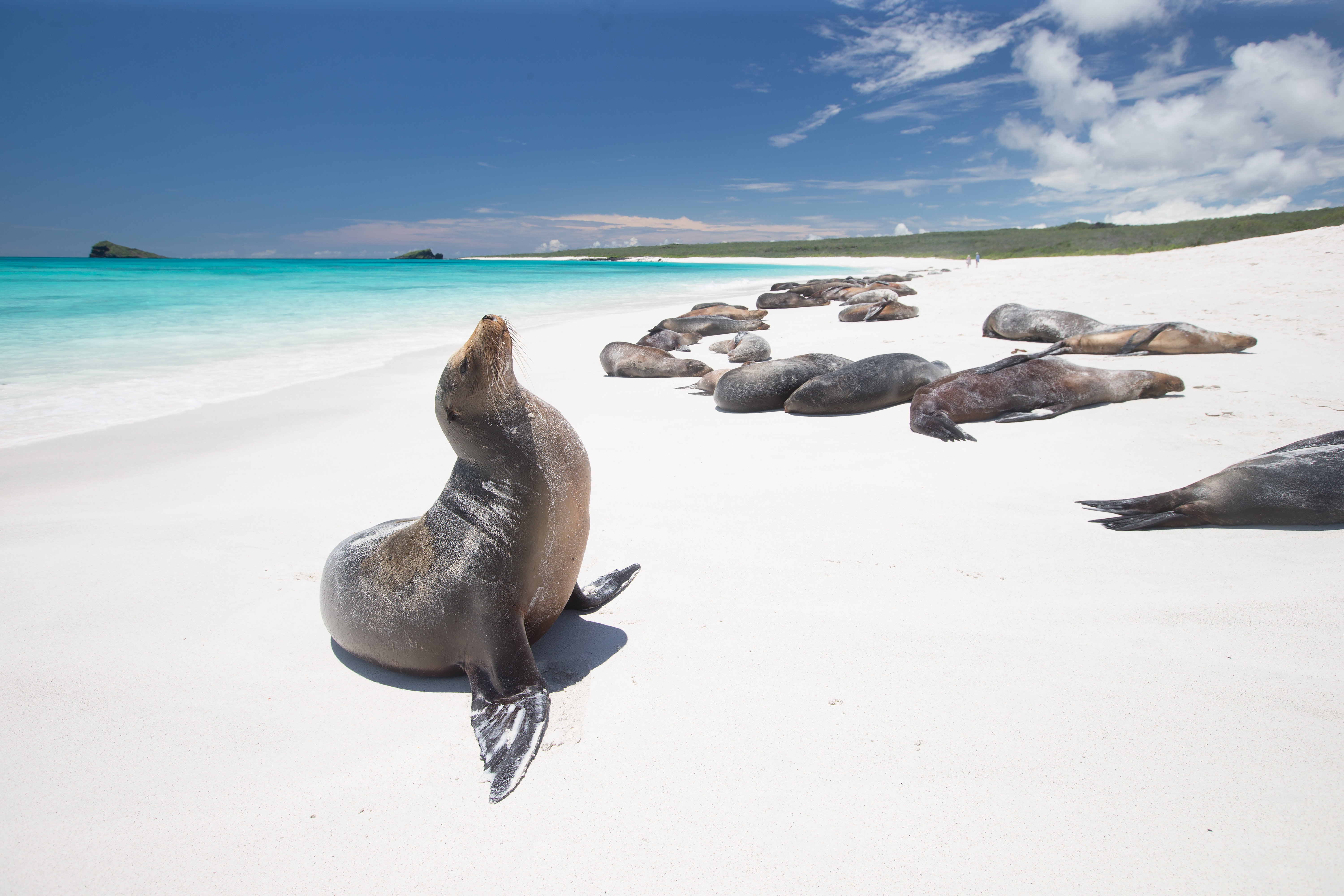 Sea Lions in the Galapagos Islands