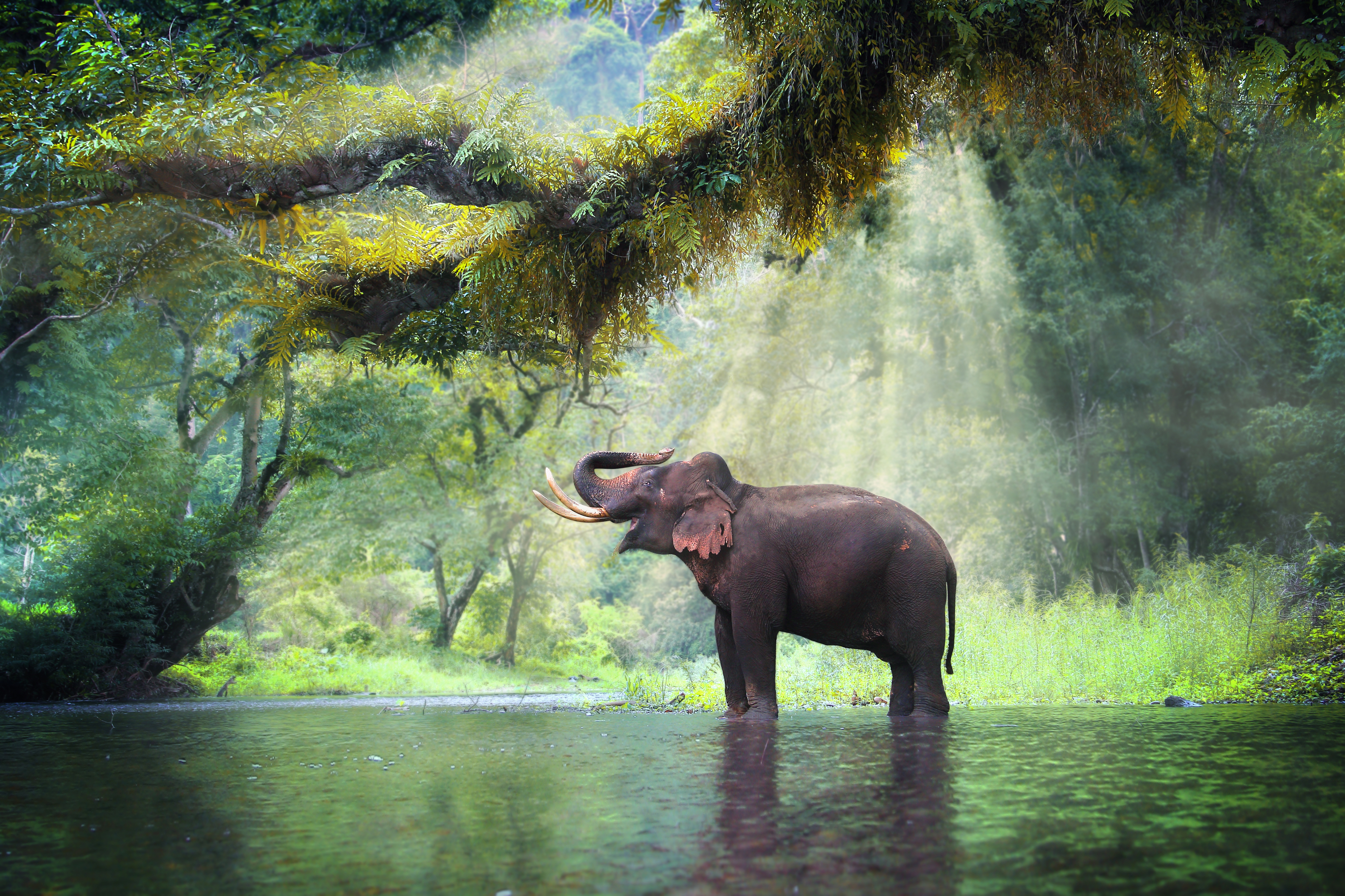 Elephant