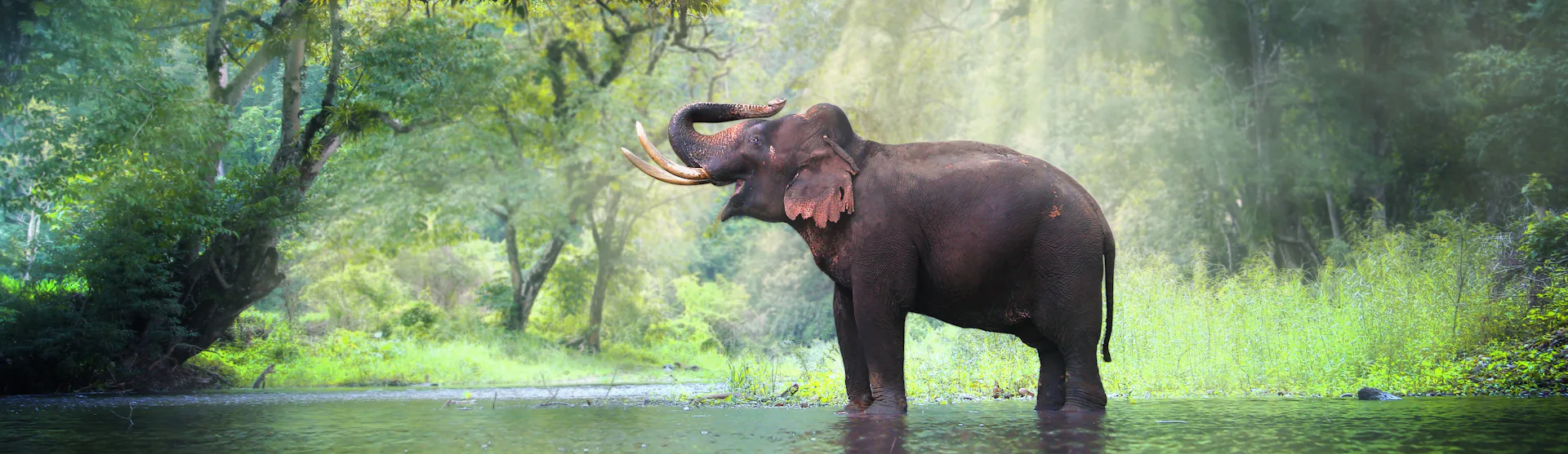 Elephant