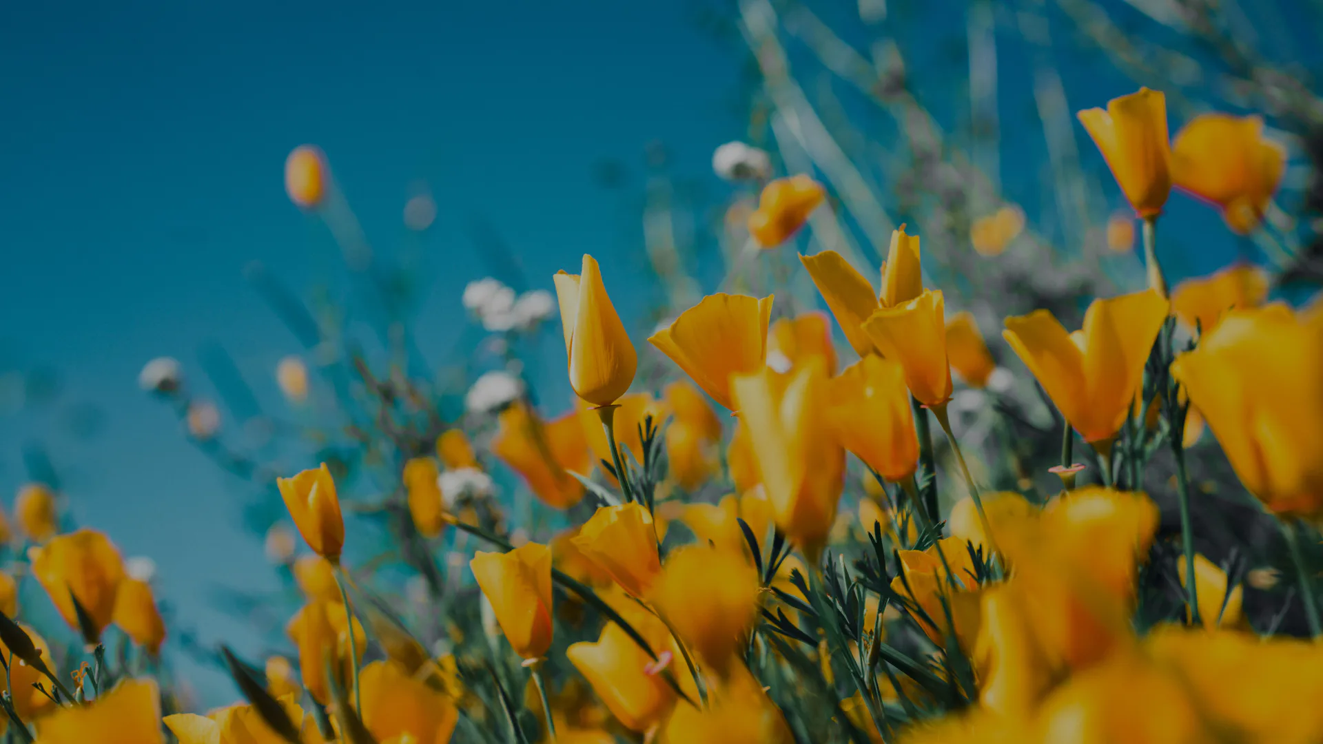 SSC Flowers
