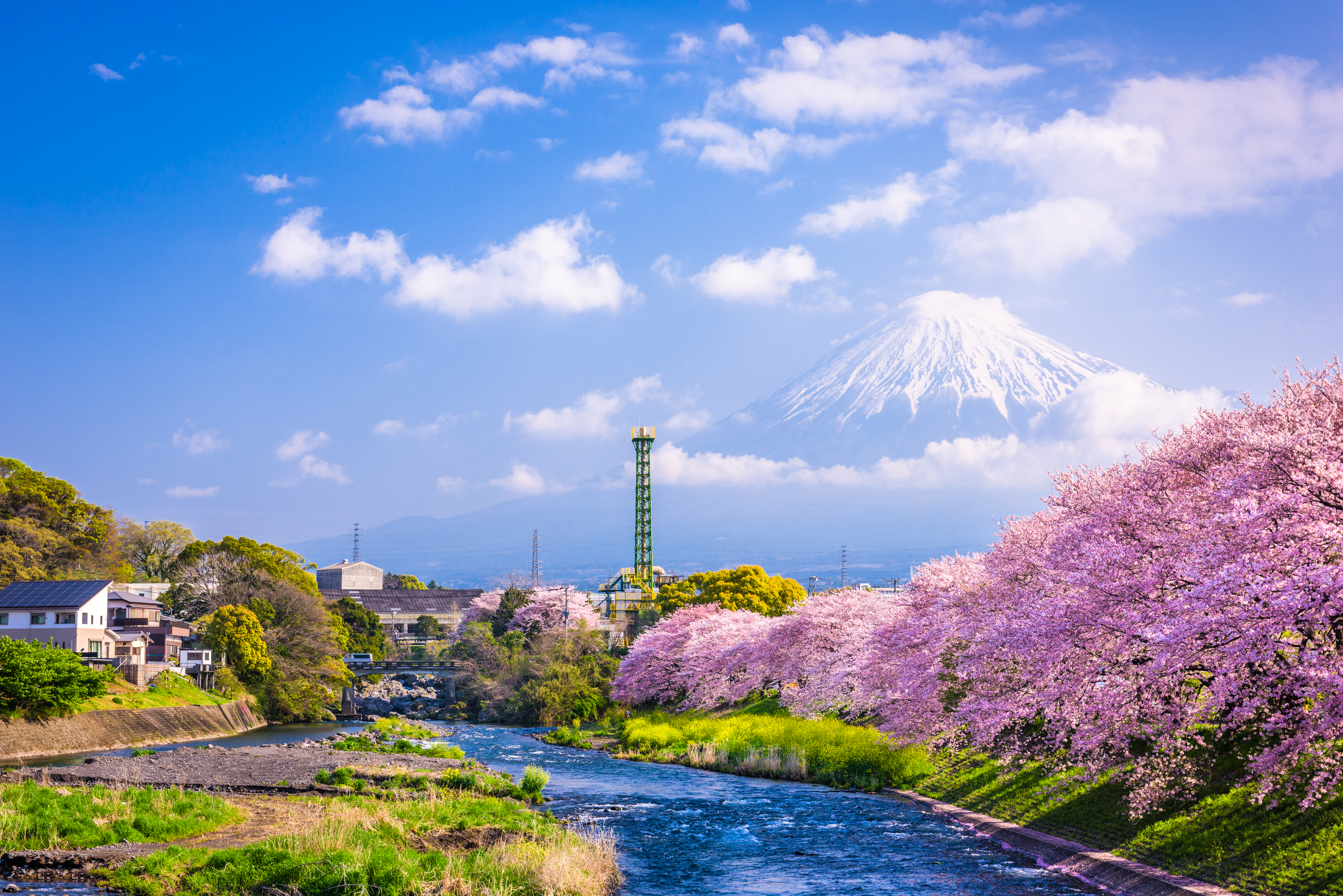 Tokyo in bloom
