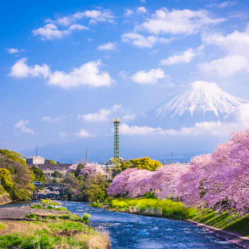 Tokyo in bloom