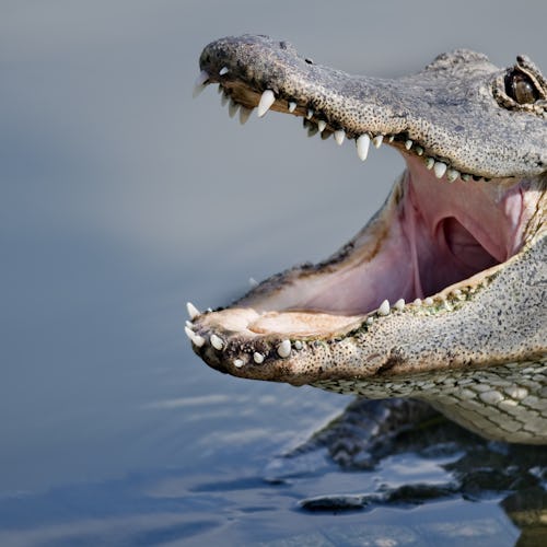 Whitsunday Crocodile Safari