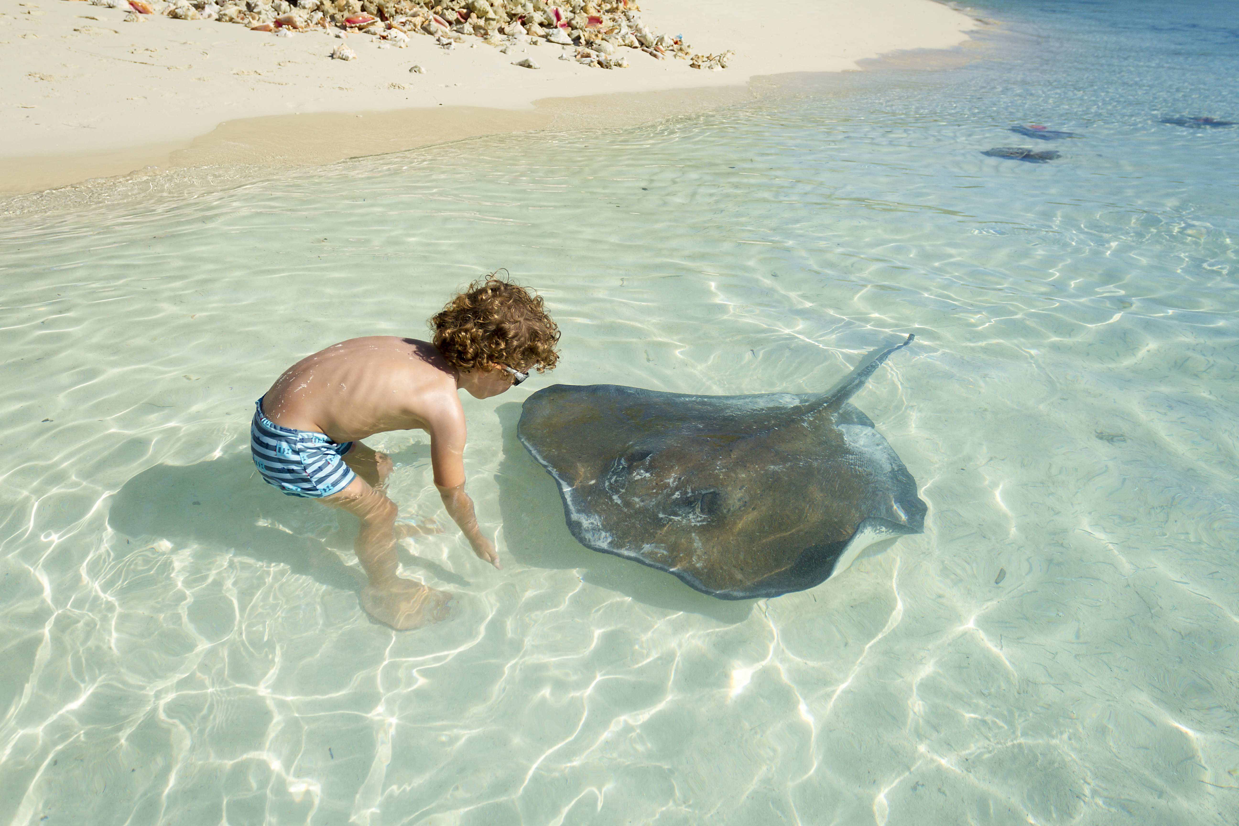 Stingray Beach Encounter