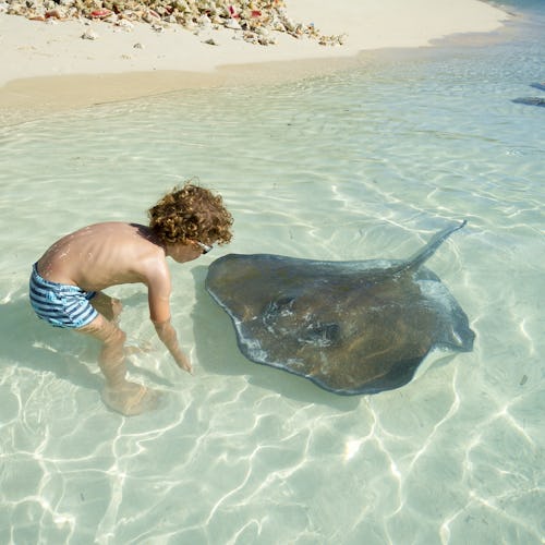 Stingray Beach Encounter