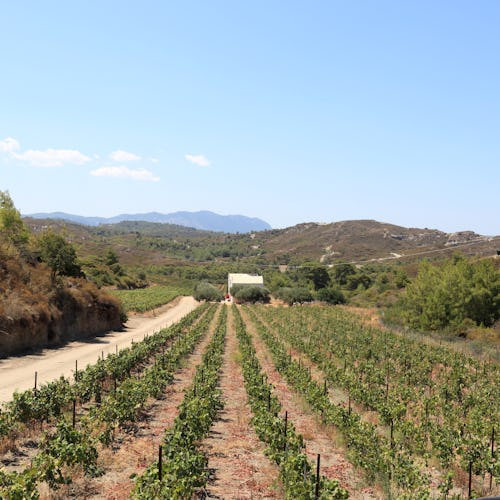 Domaine Mercouri Winery