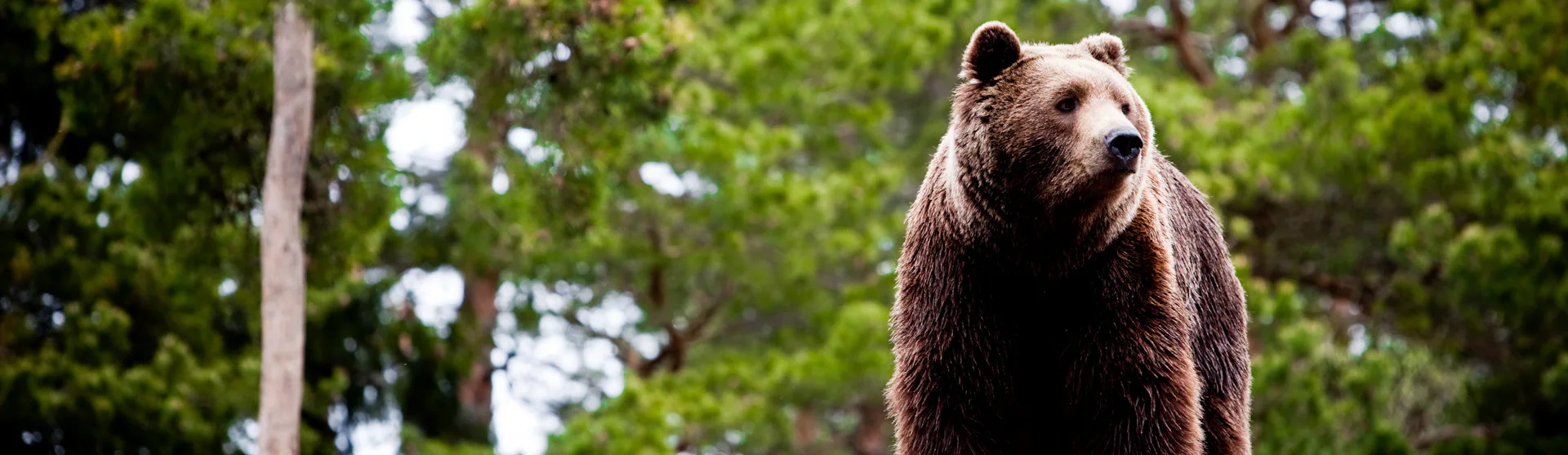 cruise-types-bear-wildlife