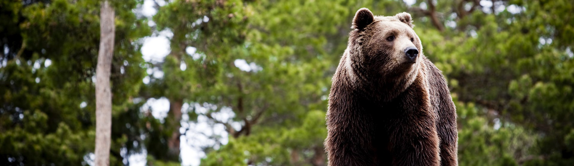 cruise-types-bear-wildlife