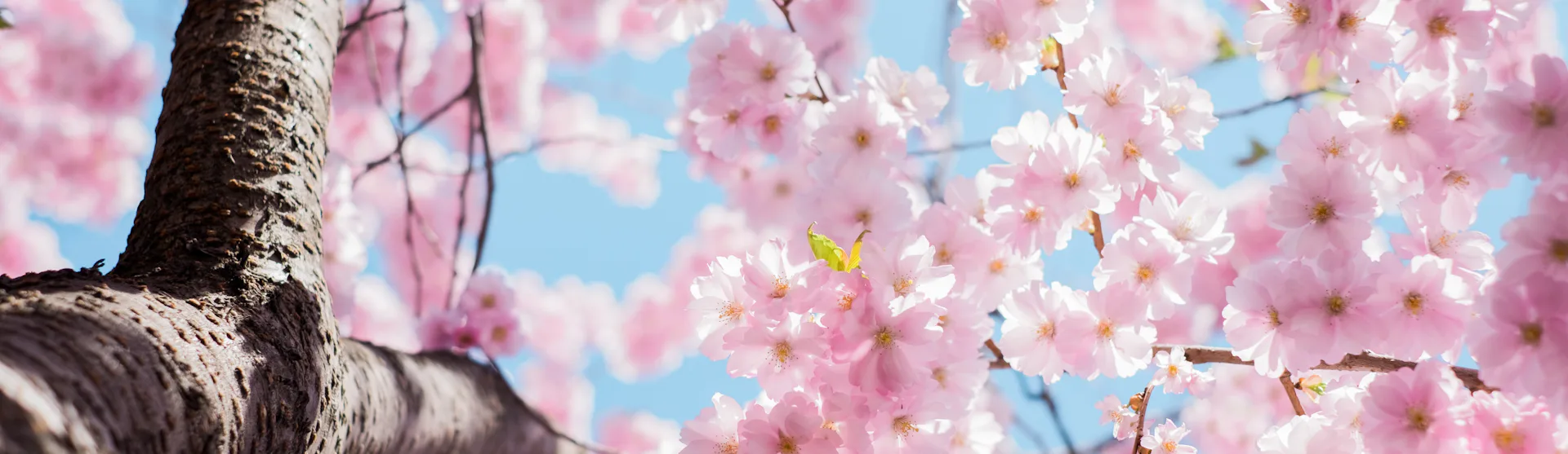 Spring-cruises