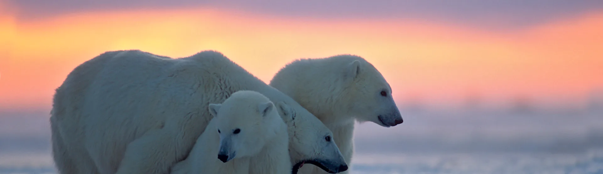 Polar-Arctic-Polar-Bears