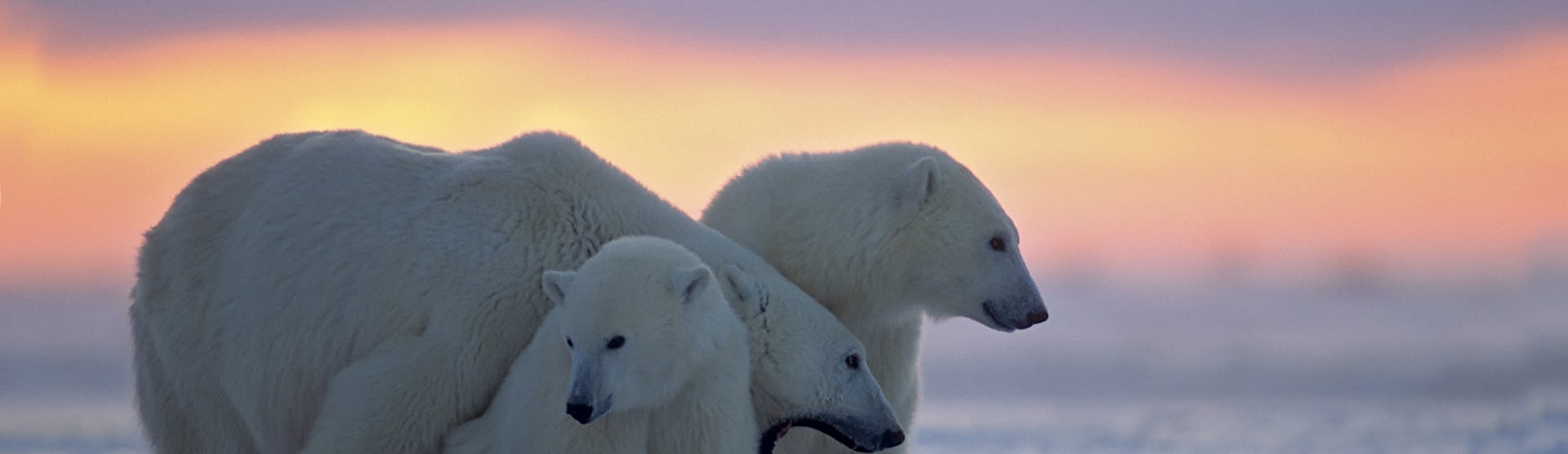 Polar-Arctic-Polar-Bears
