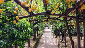 Sorrento