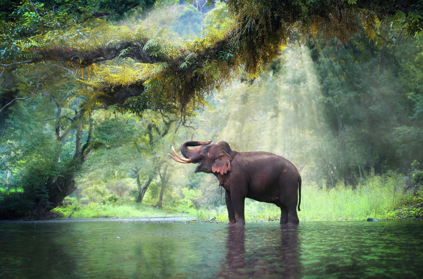 Escorted Tour - Elephant Sanctuaries, Sacred Temples of Thailand & Historic River Kwai!