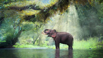 Escorted Tour - Elephant Sanctuaries, Sacred Temples of Thailand & Historic River Kwai!