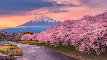 Cherry Blossoms Of Japan With Tokyo Stay