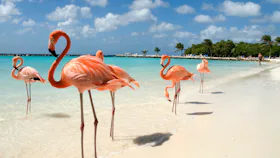 Aruba