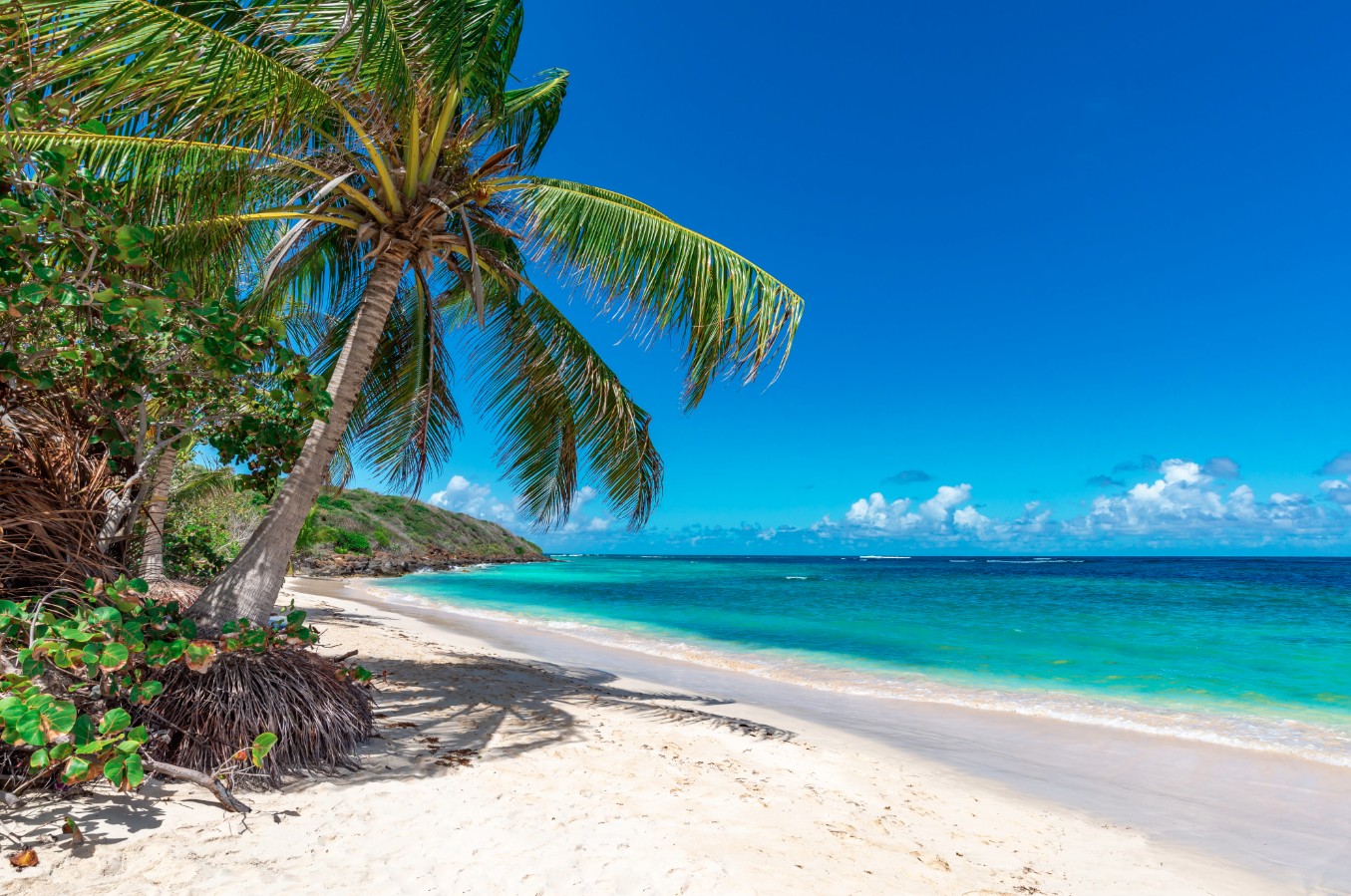 Tropical Delights With Miami Stay
